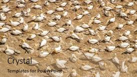  Presentation with new zealand - Presentation theme featuring muriwai-gannet-colony-muriwai-regional background and a coral colored foreground