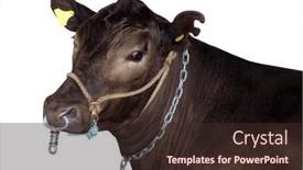  Presentation with cow - PPT theme featuring murray-gray-cow-isolated background and a  colored foreground