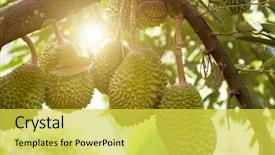  Presentation with fruit tree - Presentation theme consisting of musang king durian on tree background and a yellow colored foreground