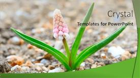  Presentation with first - PPT layouts featuring muscari-armeniacum-cultivar-pink-sunrise background and a soft green colored foreground