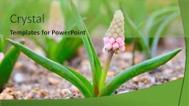  Presentation with first - Slide deck consisting of muscari-armeniacum-cultivar-pink-sunrise background and a yellow colored foreground