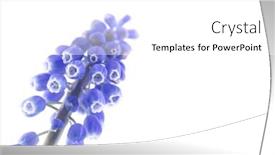  Presentation with grape - Slide set with muscari-flower-also-called-grape background and a white colored foreground