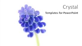  Presentation with grape - PPT layouts featuring muscari-flower-also-called-grape background and a white colored foreground