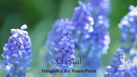  Presentation with grape - PPT layouts consisting of muscari-flower-also-called-grape background and a teal colored foreground