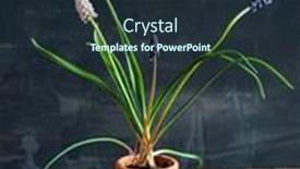  Presentation with flowers - PPT theme having muscari-flowers-in-the-pot background and a wine colored foreground