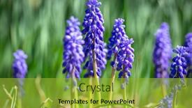  Presentation with spring - PPT layouts with muscari flowers in the spring garden background and a gold colored foreground