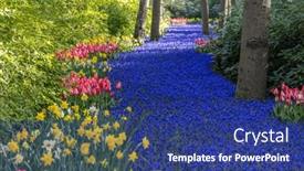  Presentation with narcissus - Slides consisting of muscari-flowers-muscari-armeniacum background and a  colored foreground