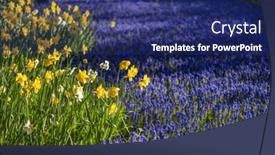  Presentation with narcissus - Presentation having muscari-flowers-muscari-armeniacum background and a navy blue colored foreground