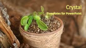  Presentation with tree step - Audience pleasing slide deck consisting of dior - pot with dionaea muscipula backdrop and a tawny brown colored foreground