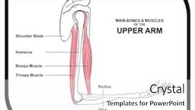 Presentation with anatomy bones - Beautiful theme featuring muscles of the upper arm backdrop and a white colored foreground
