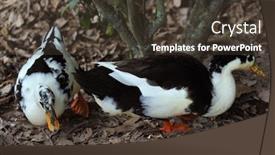  Presentation with central america - Presentation design featuring muscovy-duck-cairina-moschata background and a tawny brown colored foreground