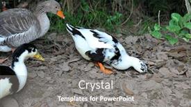  Presentation with central america - Slide set with muscovy-duck-cairina-moschata background and a gray colored foreground