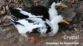  Presentation with central america - Amazing slide deck having muscovy-duck-cairina-moschata backdrop and a dark gray colored foreground