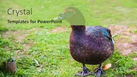  Presentation with duck - Presentation having muscovy-duck-cairina-moschata background and a  colored foreground