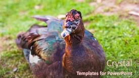  Presentation with duck - PPT layouts with muscovy-duck-cairina-moschata background and a tawny brown colored foreground