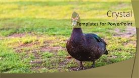  Presentation with duck - PPT theme featuring muscovy-duck-cairina-moschata background and a yellow colored foreground