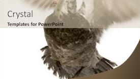  Presentation with duck - Presentation theme enhanced with muscovy-duck-in-front background and a soft green colored foreground