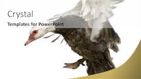  Presentation with duck - PPT theme enhanced with muscovy duck in front of a white background background and a white colored foreground