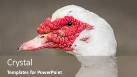  Presentation with duck - Presentation design consisting of muscovy-duck-or-cairina-moschata background and a gray colored foreground