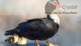  Presentation with chicks - PPT theme featuring muscovy-duck-with-two background and a  colored foreground
