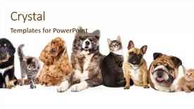  Presentation with dogs cats - Slides having muse - group of dogs and cats background and a cream colored foreground