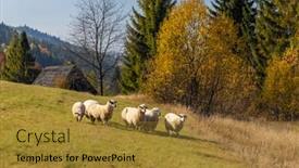  Presentation with museum - Audience pleasing slide deck consisting of museum-kysucke-dediny-in-kysuca backdrop and a gold colored foreground