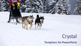  Presentation with dog - Colorful slide deck enhanced with mush - dog-sledding with huskies backdrop and a  colored foreground