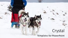  Presentation with dog - Audience pleasing PPT theme consisting of mush - dog-sledding with huskies backdrop and a  colored foreground