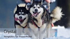  Presentation with dog sled - Beautiful slide deck featuring mush - tusnad romania - january 30 backdrop and a  colored foreground