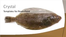  Presentation with nose - PPT layouts having mushigarei-round-nose-flounder-shotted background and a white colored foreground