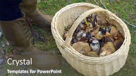  Presentation with mushroom - Presentation design with mycelium - mushroom basket in pineta valley background and a violet colored foreground