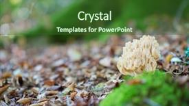  Presentation with paw - Theme with mushroom coral yellow mushroom eatable background and a forest green colored foreground