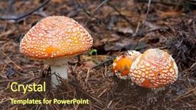  Presentation with fly - Slide deck consisting of mushroom drug - nice fly agarics in autumn background and a tawny brown colored foreground