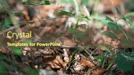  Presentation with growing - Slide set with mushroom-growing-among-the-grass background and a tawny brown colored foreground