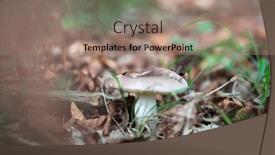  Presentation with growing - Presentation theme featuring mushroom-growing-among-the-grass background and a coral colored foreground