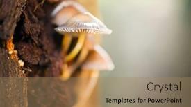  Presentation with growing tree - Presentation design having mushroom growing on autumn tree background and a coral colored foreground