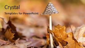  Presentation with fall season - Amazing presentation having mushroom growing on the forest backdrop and a gold colored foreground
