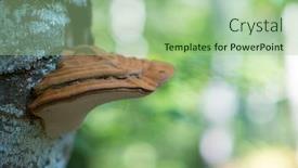  Presentation with mushroom - Cool new presentation theme with mushroom grows on tree in autumn forest backdrop and a mint green colored foreground