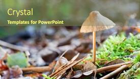  Presentation with autumn leaves - Beautiful presentation featuring mushroom-in-autumn-leaves backdrop and a violet colored foreground