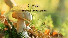  Presentation with poisonus mushroom book - Presentation theme with mushroom in forest close up background and a yellow colored foreground