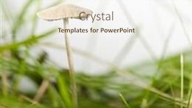  Presentation with mushroom - Cool new presentation design with mushroom-in-grass-in-front backdrop and a sky blue colored foreground