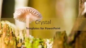  Presentation with mushroom - Presentation enhanced with mushroom-in-old-autumn-tree background and a yellow colored foreground