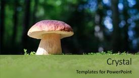  Presentation with mushroom - Audience pleasing PPT layouts consisting of mushroom in summer forest nature backdrop and a seafoam green colored foreground