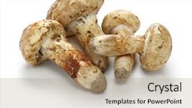  Presentation with mushroom - Audience pleasing presentation consisting of mushroom isolated on white background backdrop and a coral colored foreground