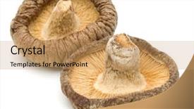  Presentation with mushroom - Cool new theme with mushroom isolated on white background backdrop and a  colored foreground