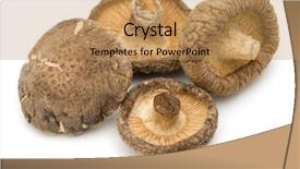  Presentation with oyster mushroom on substrate - Slide deck featuring mushroom isolated on white background background and a coral colored foreground