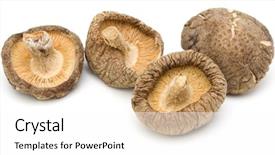  Presentation with fungi - PPT layouts consisting of mushroom isolated on white background background and a  colored foreground