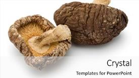  Presentation with paddy mushroom - Beautiful PPT theme featuring mushroom isolated on white background backdrop and a  colored foreground