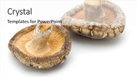  Presentation with mushroom - Colorful presentation theme enhanced with mushroom isolated on white background backdrop and a  colored foreground