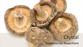  Presentation with octopus on isolated white - Presentation design consisting of mushroom isolated on white background background and a coral colored foreground